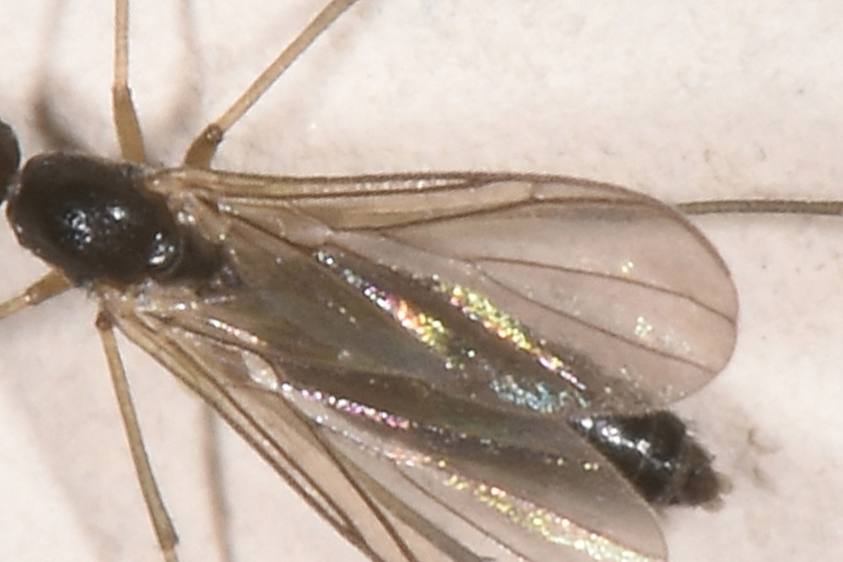 Mycetophilidae? No, Keroplatidae: Orphelia cfr. nemoralis